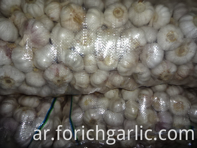 Export Fresh Garlic